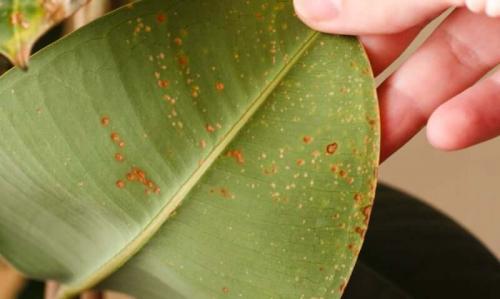 Почему у фикуса опадают листья зеленые. Причины сбрасывания листвы 01