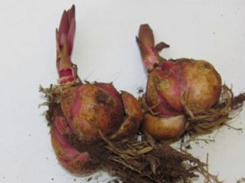 Купила лилии в августе с ростками, что делать. Добавление статьи в новую подборку 02