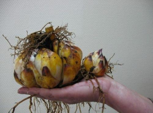 На какую глубину сажать лилии с ростками. Как сажать луковицы лилий с ростками весной