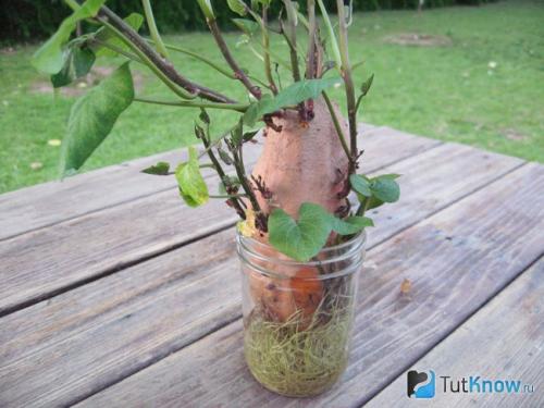 Как правильно убирать батат с поля и хранить его. Выращивание батата 02