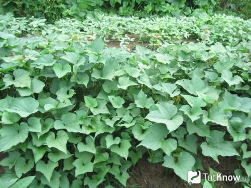 Как правильно убирать батат с поля и хранить его. Выращивание батата 03