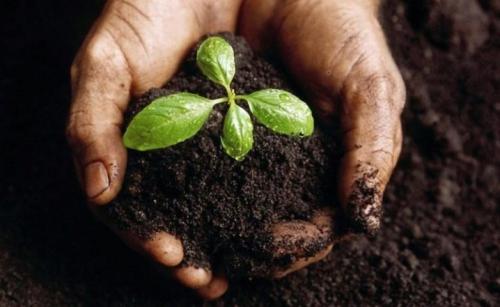 Как правильно убирать батат с поля и хранить его. Выращивание батата 07