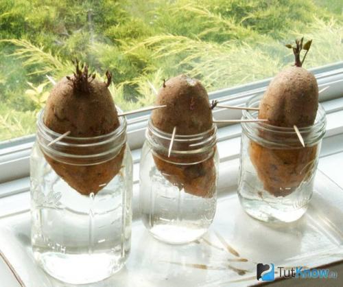 Как правильно убирать батат с поля и хранить его. Выращивание батата 01