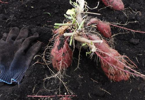 Как правильно убирать батат с поля и хранить его. Выращивание батата 05