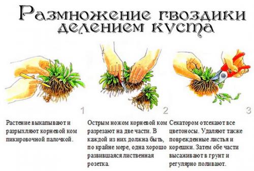 Как правильно высаживать гвоздику многолетнюю осенью в грунт. Выращиваем гвоздики: посадка