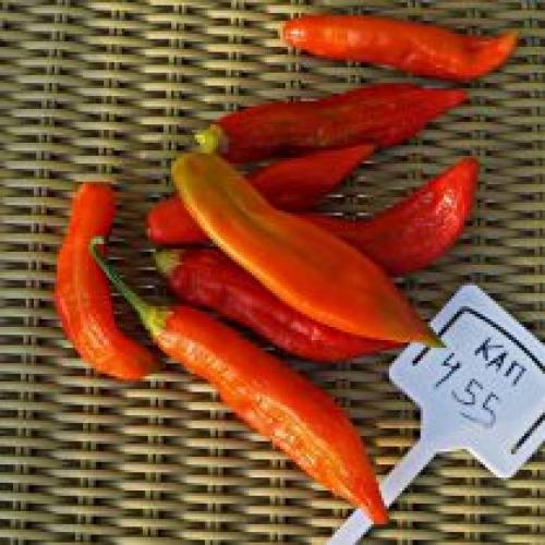 Сорта слабо острого перца. Перец «КАП 455»