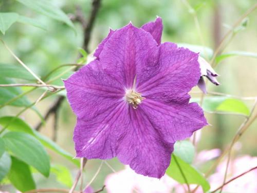 Обильно цветущие клематисы. Клематисы во всей красе: как добиться хорошего цветения