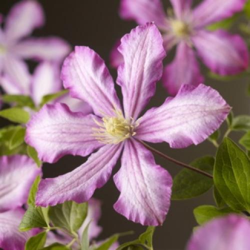 Сорта клематисов которые цветут все лето. Садовые группы, виды и сорта клематисов 03 Сорта клематисов которые цветут все лето. Садовые группы, виды и сорта клематисов 03