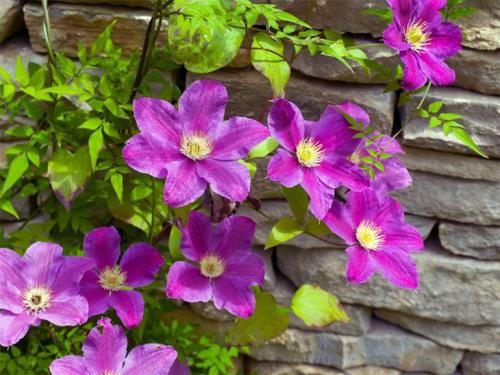 Все сорта клематисов. Описание лучших сортов клематиса – названия с фото