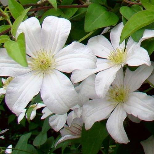 Сорта клематисов которые цветут все лето. Садовые группы, виды и сорта клематисов 07 Сорта клематисов которые цветут все лето. Садовые группы, виды и сорта клематисов 07