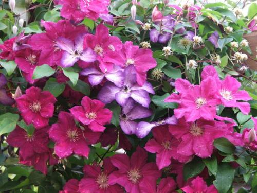 Обильно цветущие клематисы. Клематисы во всей красе: как добиться хорошего цветения