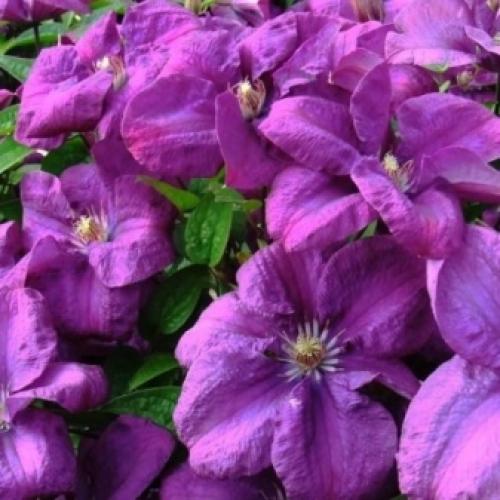 Сорта клематисов которые цветут все лето. Садовые группы, виды и сорта клематисов 06 Сорта клематисов которые цветут все лето. Садовые группы, виды и сорта клематисов 06