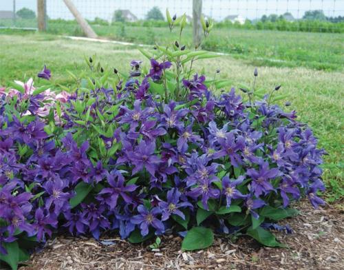 Все сорта клематисов. Описание лучших сортов клематиса – названия с фото