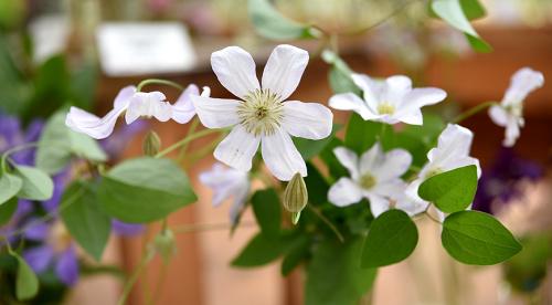 Сорта клематисов которые цветут все лето. Садовые группы, виды и сорта клематисов 25 Сорта клематисов которые цветут все лето. Садовые группы, виды и сорта клематисов 25