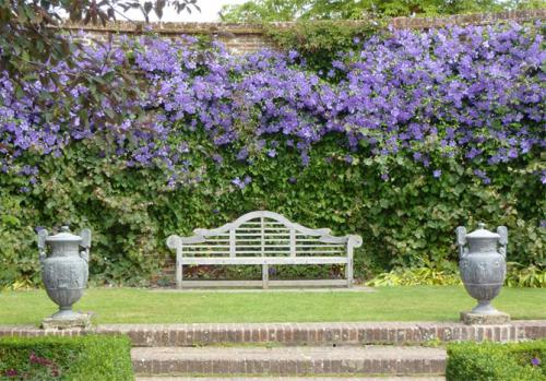 Все сорта клематисов. Описание лучших сортов клематиса – названия с фото