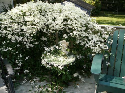 Все сорта клематисов. Описание лучших сортов клематиса – названия с фото