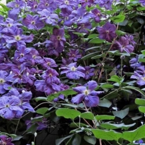 Сорта клематисов которые цветут все лето. Садовые группы, виды и сорта клематисов 10 Сорта клематисов которые цветут все лето. Садовые группы, виды и сорта клематисов 10