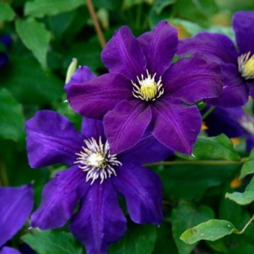 Сорта клематисов которые цветут все лето. Садовые группы, виды и сорта клематисов 09 Сорта клематисов которые цветут все лето. Садовые группы, виды и сорта клематисов 09