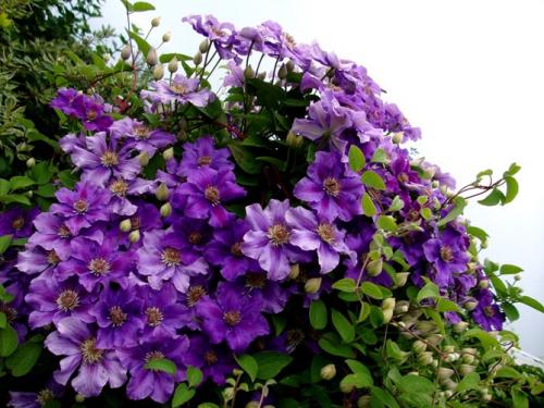 Все сорта клематисов. Описание лучших сортов клематиса – названия с фото