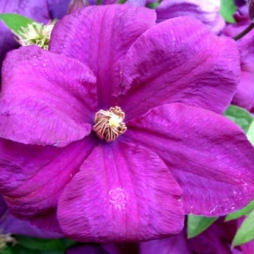 Сорта клематисов которые цветут все лето. Садовые группы, виды и сорта клематисов 05 Сорта клематисов которые цветут все лето. Садовые группы, виды и сорта клематисов 05