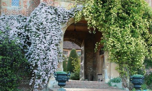 Все сорта клематисов. Описание лучших сортов клематиса – названия с фото