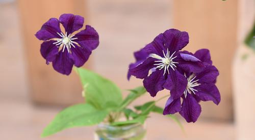 Сорта клематисов которые цветут все лето. Садовые группы, виды и сорта клематисов 26 Сорта клематисов которые цветут все лето. Садовые группы, виды и сорта клематисов 26