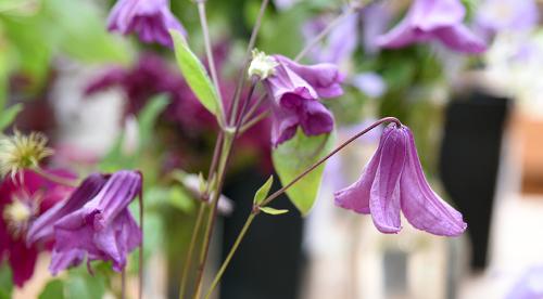 Сорта клематисов которые цветут все лето. Садовые группы, виды и сорта клематисов 29 Сорта клематисов которые цветут все лето. Садовые группы, виды и сорта клематисов 29