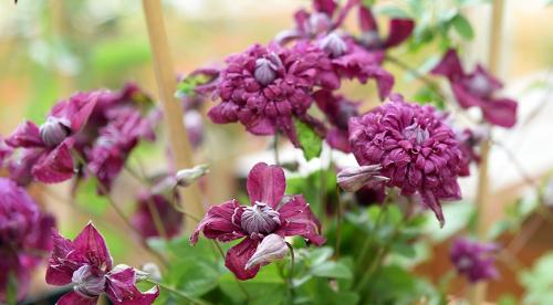 Сорта клематисов которые цветут все лето. Садовые группы, виды и сорта клематисов 28 Сорта клематисов которые цветут все лето. Садовые группы, виды и сорта клематисов 28