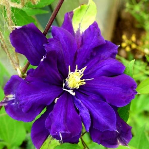 Сорта клематисов которые цветут все лето. Садовые группы, виды и сорта клематисов 02 Сорта клематисов которые цветут все лето. Садовые группы, виды и сорта клематисов 02