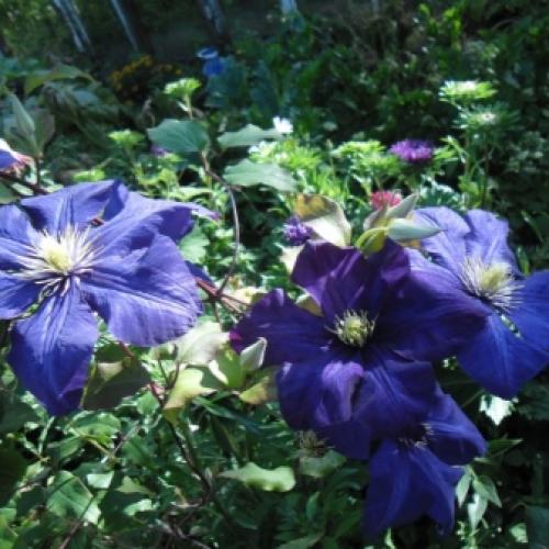 Сорта клематисов которые цветут все лето. Садовые группы, виды и сорта клематисов 01 Сорта клематисов которые цветут все лето. Садовые группы, виды и сорта клематисов 01