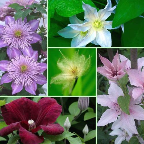 Все сорта клематисов. Описание лучших сортов клематиса – названия с фото