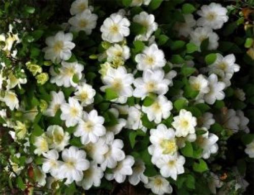 Все сорта клематисов. Описание лучших сортов клематиса – названия с фото