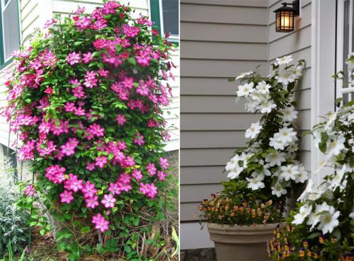 Все сорта клематисов. Описание лучших сортов клематиса – названия с фото