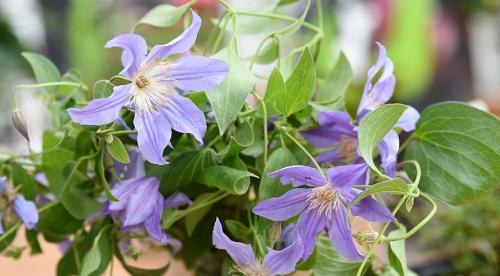 Сорта клематисов которые цветут все лето. Садовые группы, виды и сорта клематисов 27 Сорта клематисов которые цветут все лето. Садовые группы, виды и сорта клематисов 27