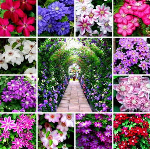 Все сорта клематисов. Описание лучших сортов клематиса – названия с фото