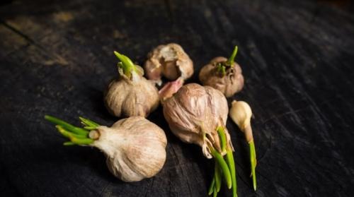 Как защитить чеснок от вредителей и болезней в 2025 году. Болезни и вредители чеснока