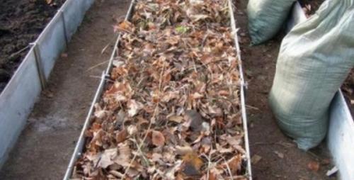 Как нужно укрывать чеснок от ветра. Чем лучше укрыть чеснок на зиму