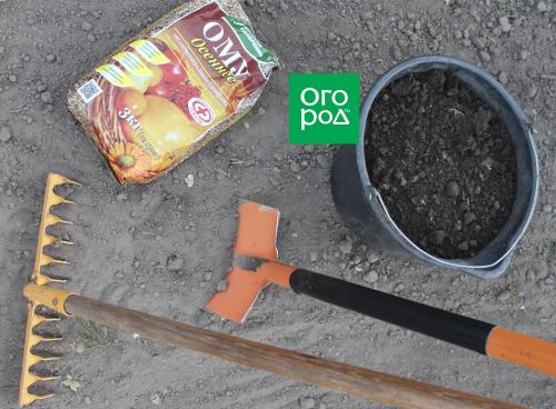 Подготовиться к зиме: посадка чеснока осенью 02