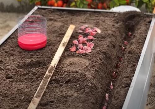 Как правильно сажать чеснок осенью 2025 года. Как и когда сажать чеснок под зиму в 2024 году: сроки, пошаговая инструкция и секреты посева