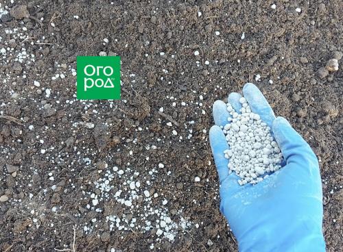 Подготовиться к зиме: посадка чеснока осенью 04