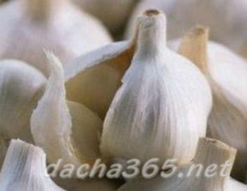 Какие сорта чеснока будут наиболее популярными в 2025 году. Самые популярные сорта