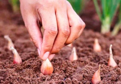 Какие условия необходимо создать для посадки чеснока осенью 2025 года. Посадка озимого чеснока в 2025 году по лунному календарю