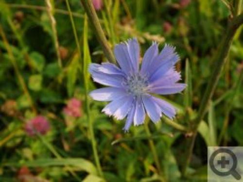 Выращивание цикорного салата в открытом грунте: основные принципы и рекомендации 01