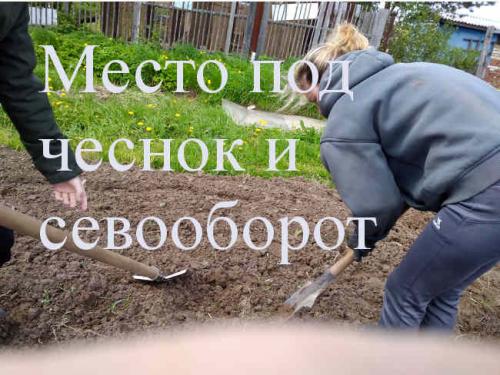 Как предотвратить распространение болезней и вредителей на чесноке. Общие меры защиты (профилактика)