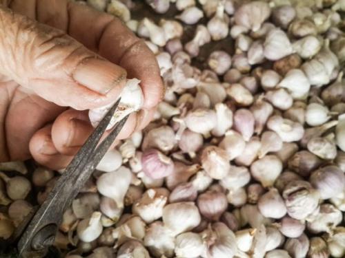 Как защитить чеснок от вредителей и болезней весной 2025 года. Обработка от болезней и вредителей