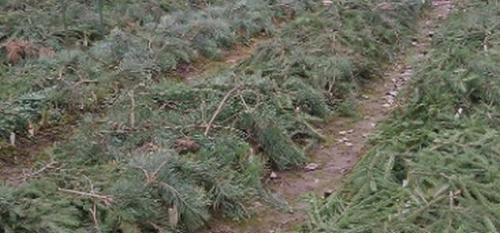 Как нужно укрывать чеснок от ветра. Чем лучше укрыть чеснок на зиму