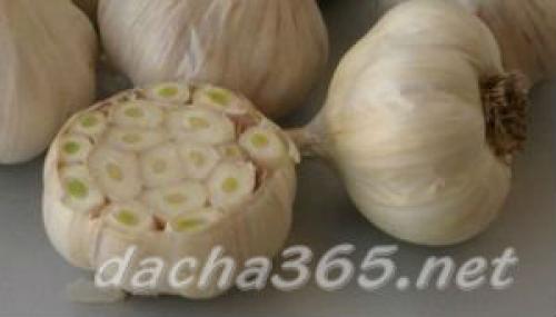 Какие сорта чеснока будут наиболее популярными в 2025 году. Самые популярные сорта