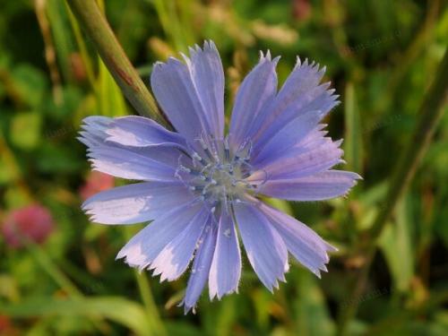 Выращивание цикорного салата в открытом грунте: основные принципы и рекомендации