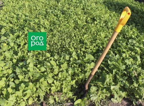 Посадка чеснока весной 2025: все, что нужно знать о выращивании этого популярного овоща 01