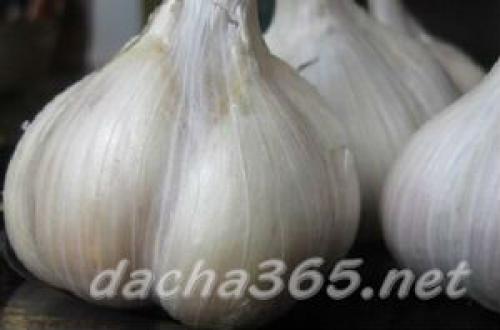 Какие сорта чеснока будут наиболее популярными в 2025 году. Самые популярные сорта